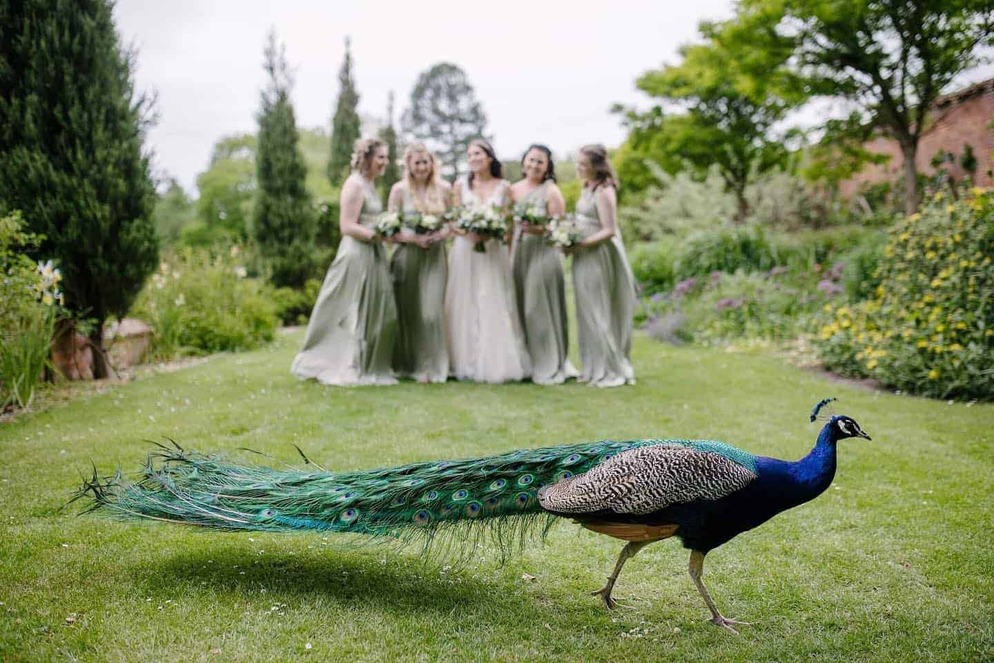 Peacock crashing a photo at Elsham hall wedding